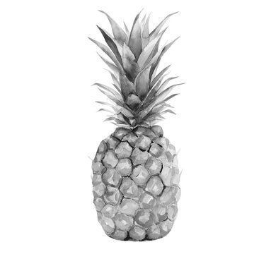 Pineapple fruit. Monochrome watercolour illustration on white background.