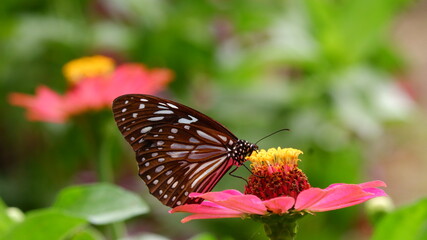 beautiful butterfly on the pink flower