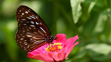 beautiful butterfly on the pink flower