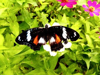 butterfly on flower