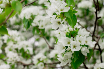 Apple tree flowers on a branch. Apple blossoms in May. Spring awakening of nature.