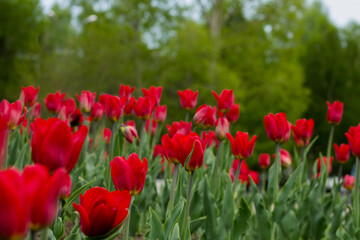 Fototapeta na wymiar A meadow of red tulips. Side view. Beautiful red flowers on a background of green trees.