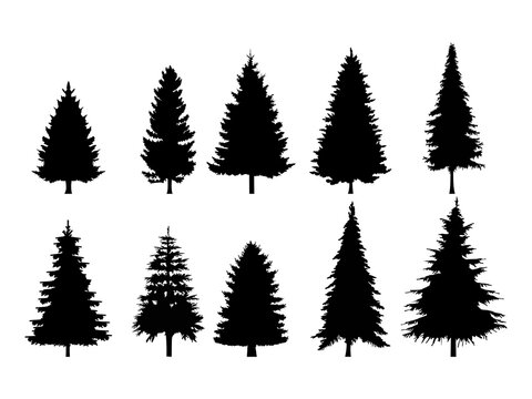 Set of Pine Trees Silhouette on a white background. Vector Illustration.