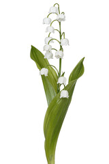 White flowers of lily of the valley, lat. Convallaria majalis, isolated on white background