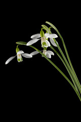 White flowers of snowdrop, lat. Galanthus nivalis,  isolated on black background