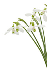 White flowers of snowdrop, lat. Galanthus nivalis,  isolated on white background