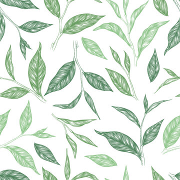 Vector seamless pattern with green hand drawn tea leaves and branches isolated on white background. Engraved style design for print, fabric, invitation, brochure, card, wallpaper, packaging