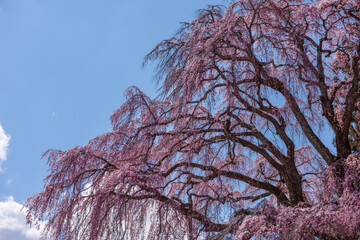 二本松市合戦場のしだれ桜