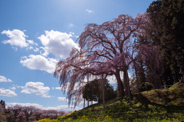 二本松市合戦場のしだれ桜
