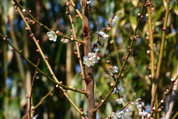 梅の花とつぼみ
