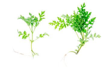 Leaves of lacy phacelia, blue tansy or purple tansy (Phacelia tanasetifolia) on white background