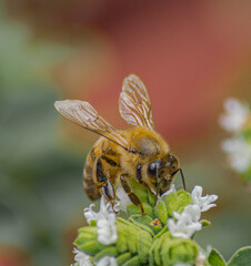 bees on flowers