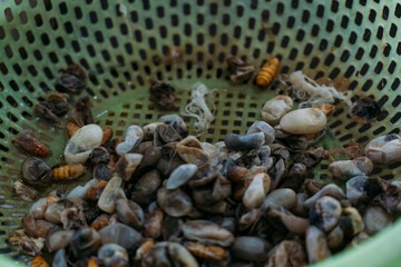 Plastic basket with silkworms and white cocoons.