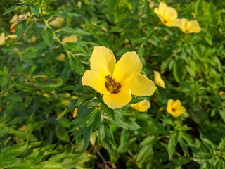 Fototapeta premium Damiana Flowers (Turnera Diffusa) Herbal Medicine Raw Materials
