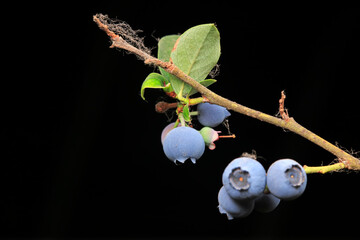 Blueberry fruit on a farm in North China