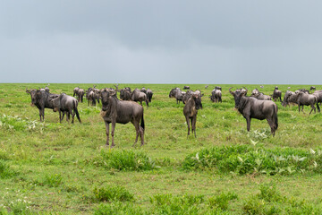 Big group of wildebeests in the savannah. Great Migration.