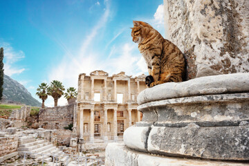 Сat sits near column in background of Celsus library in Ephesus