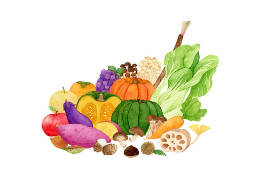 Watercolor Autumn vegetables.pumpkin, sweet potato, apples, burdock, mushroom, lotus root, carrot and more. Hand drawn illustration