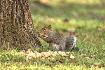 Naklejka na ściany i meble Brown squirrel chewing on a peanut next to a pile of peanuts by a tree in the yard