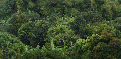 Green forest background taken from high angle.