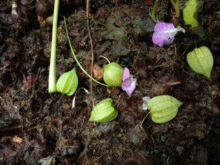 The photo of indonesia endemic fruit it's cipluan.