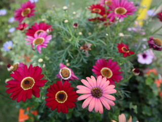 colorful flowers are blooming in the outdoor design for gardening of leisure time