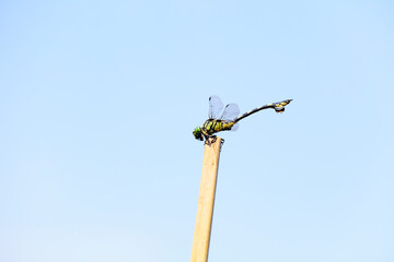 Male spring dragonfly on dry branches, North China