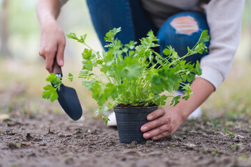 Closeup image of a woman using shovel to plant a small tree in the garden