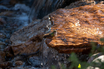 fountain in the garden