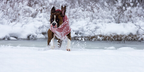 Adorable Boxer Dog playing in a snow covered frozen lake during winter time. Alta Lake, Whistler, British Columbia, Canada.