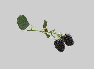 Blackberry plant branch with juicy berries