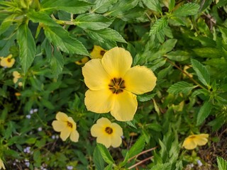 Damiana Flowers (Turnera Diffusa) Herbal Medicine Raw Materials