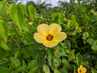 Damiana Flowers (Turnera Diffusa) Herbal Medicine Raw Materials