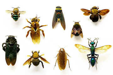 Set of insects on a white background