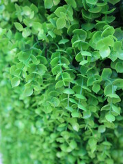 the green plastic ivy for green background design for decoration concept