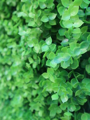 Fototapeta na wymiar the green plastic ivy for green background design for decoration concept