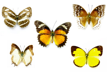 Collection of colored butterflies isolated on white