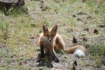red fox in the wild