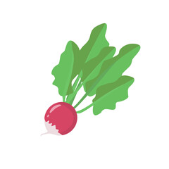 Radish. An edible plant and vegetable. Pink root vegetable. Isolated element on white background for agricultural or culinary design. Vector illustration .Flat style.