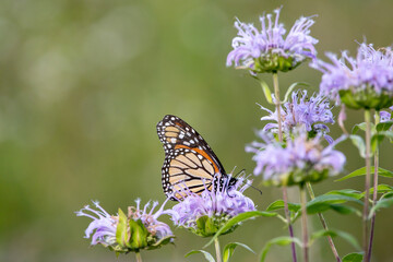 Fototapeta na wymiar Monarch Butterfly on Purple Flowers