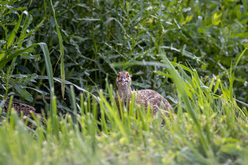 Pheasant in the Wild