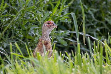 Pheasant in the Wild
