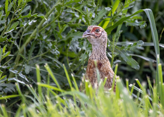 Pheasant in the Wild