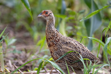 Pheasant in the Wild