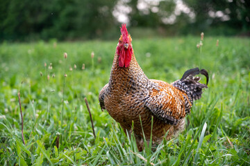 Proud Rooster in the Pasture
