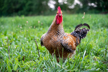 Proud Rooster in the Pasture