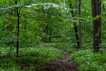 Rocky Trail in the Forest