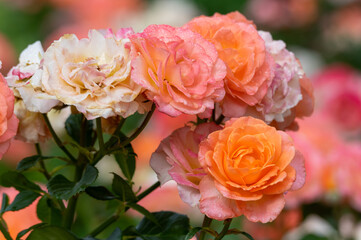 Roses in a Flower Garden
