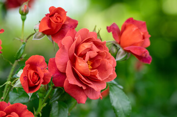Roses in a Flower Garden