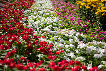 Colorful flower in layers under sunlight